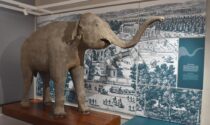 L'elefante che Napoleone donò all'Università di Pavia va in mostra a Versailles