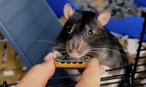 Il video di Mr. Bilk, il topo che suona l'armonica e fa impazzire i social