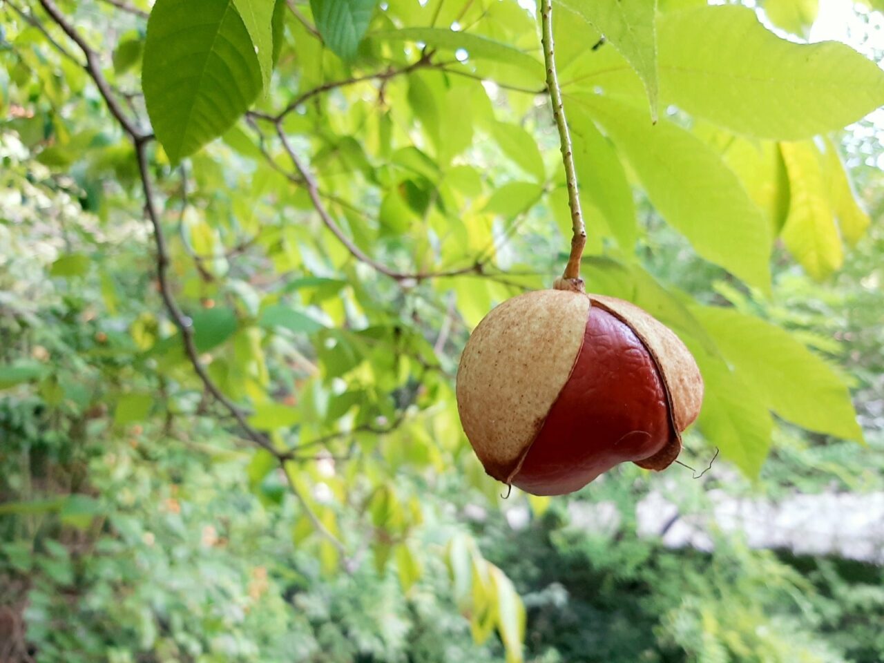 La meraviglia dell’autunno all’Orto botanico di Pavia: open day ed eventi
