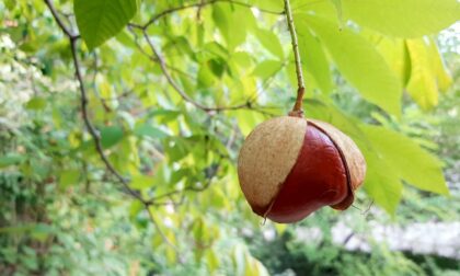 La meraviglia dell'autunno all'Orto botanico di Pavia: open day ed eventi