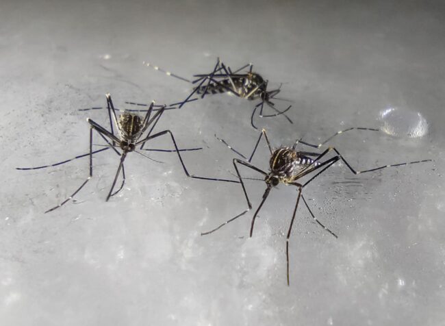 Aedes-koreicus-1-650x476