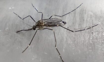 In Lombardia è arrivata la zanzara coreana, che resiste al freddo