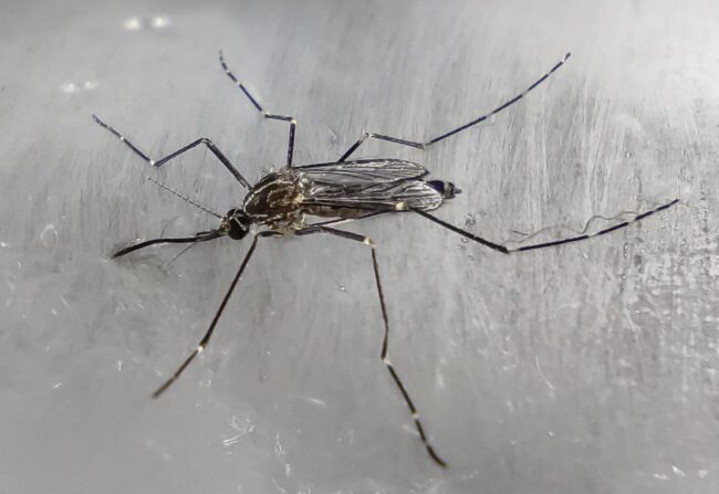 Aedes-koreicus-2-1-650x447
