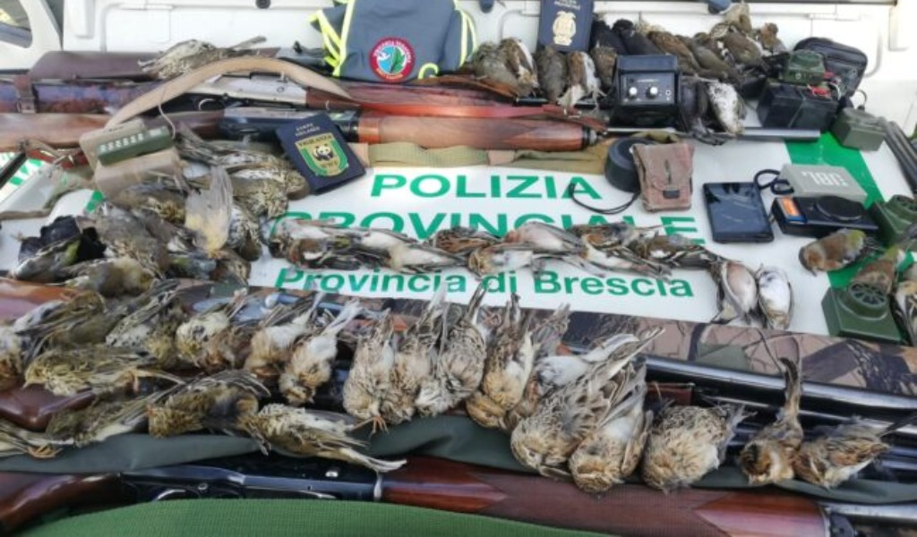Da Brescia a Pavia per abbattere fauna protetta, cacciatori denunciati