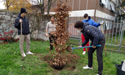 Giornata dell'albero, a Broni messa a dimora una nuova pianta davanti al Liceo Scientifico