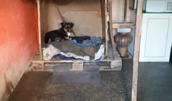 I cani gli salvano la vita, ora coppia con sfratto non vuole separarsi dagli amati quattro zampe