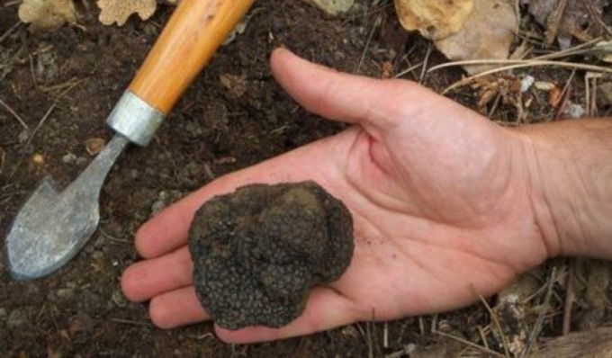 Il tartufo lombardo dell’Oltrepò entra nella lista del patrimonio immateriale Unesco