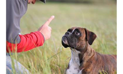 Esercizi per addestrare ogni razza di cane