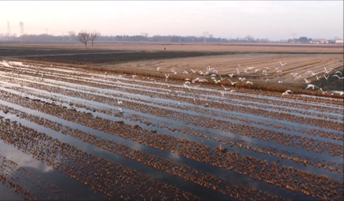 In volo con 500 Ibis sacri: il (bellissimo) video girato in Lomellina