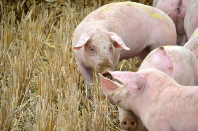 Peste Suina Africana, non si ferma il contagio: scoperto nuovo focolaio ad Albuzzano