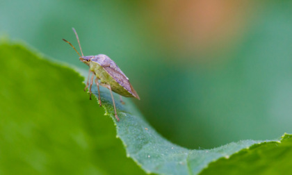 Danni da cimice asiatica, oltre 15mila euro di risarcimento alle aziende pavesi