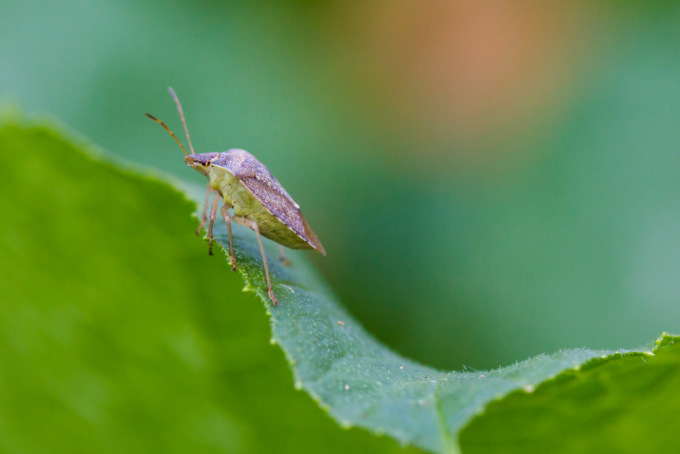 Danni da cimice asiatica, oltre 15mila euro di risarcimento alle aziende pavesi
