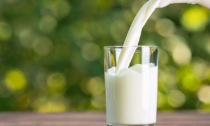 Speculazioni sul prezzo del latte: prime denunce contro pratiche sleali per tutelare le stalle