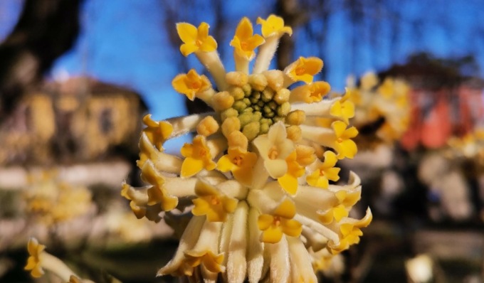 Estate in natura a Pavia, aperti anche ad agosto l’Orto botanico e il Giardino botanico di Pietra Corva