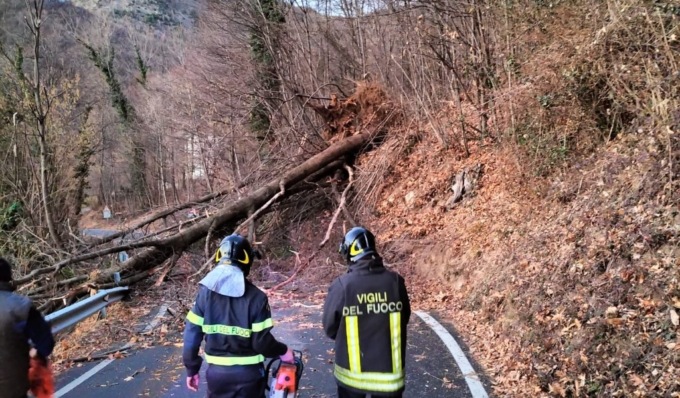 Vento forte, 7mila emergenze per alberi pericolosi: ma perchè le piante cadono?