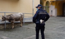 Un'altra mucca "al pascolo" a Pavia: il video per le vie del centro