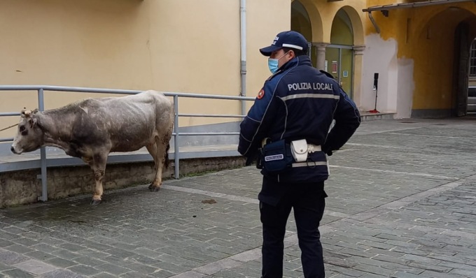 Un’altra mucca “al pascolo” a Pavia: il video per le vie del centro