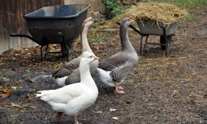 Focolaio di influenza aviaria nel pavese: abbattute 4.500 anatre