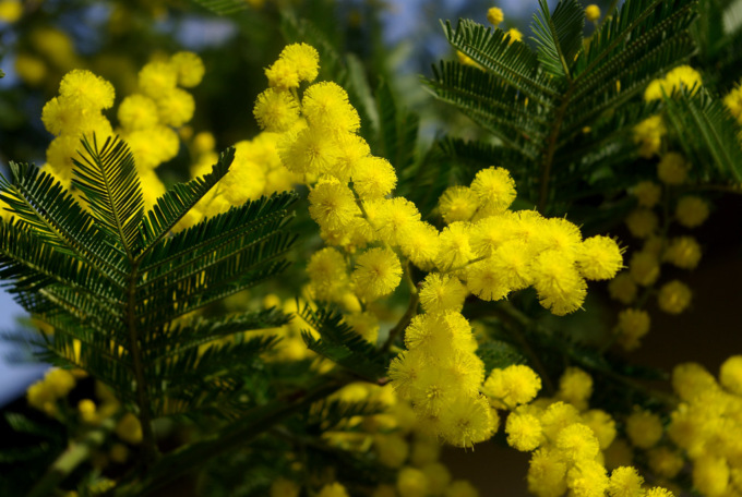Festa della Donna, una pianta di mimosa in ogni Istituto superiore di Pavia e provincia