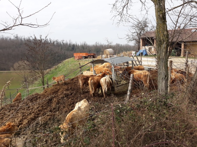 Bovini maltrattati nella cascina degli orrori di Rivanazzano, ottenuto il sequestro degli animali