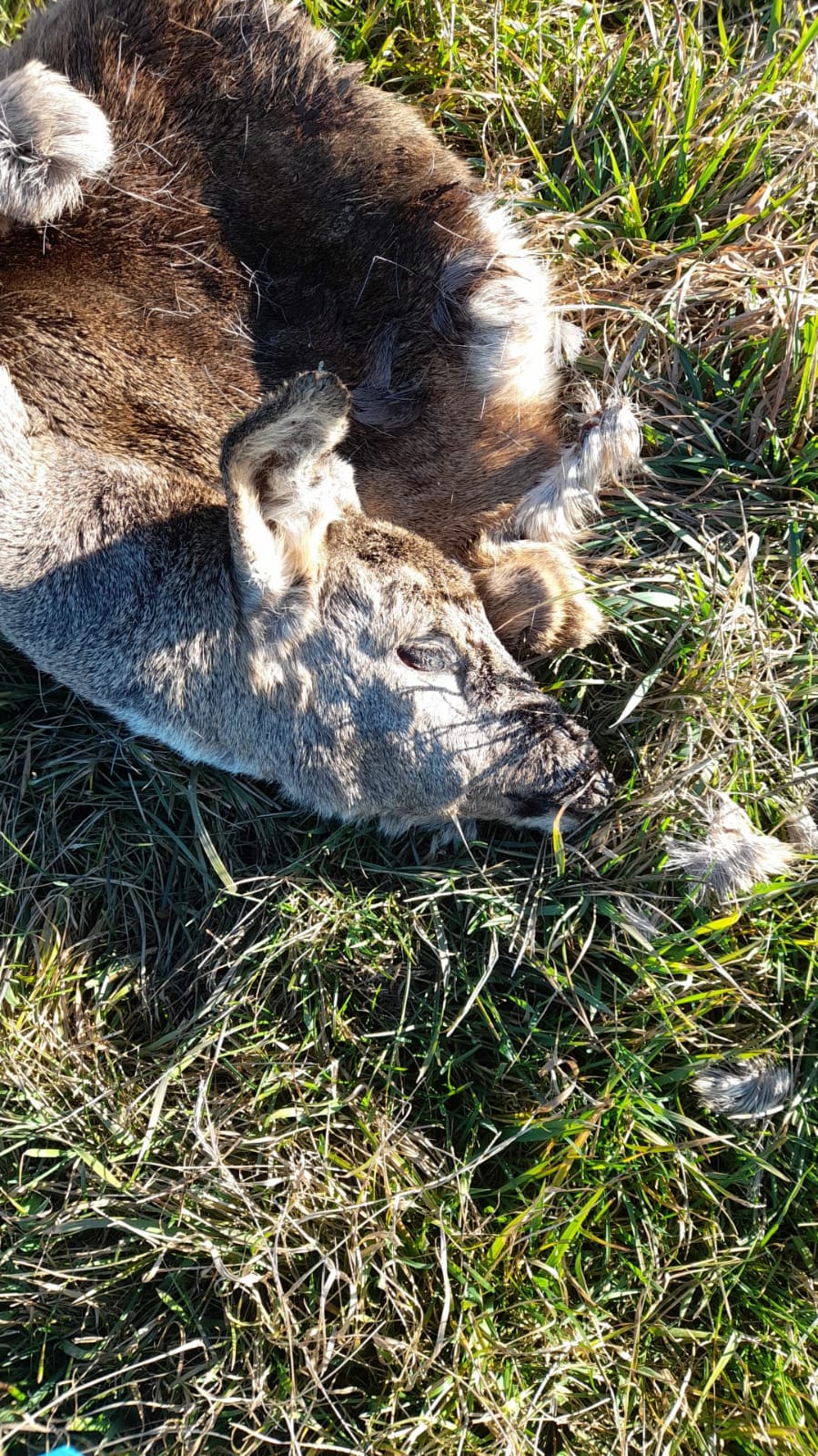 Capriolo vittima di bracconaggio