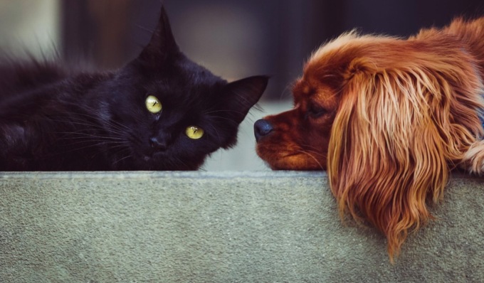 A Pavia il “Fotociotola Day”: uno scatto d’autore per i pets meno fortunati