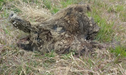 Bracconieri notturni in azione in Lomellina: animali uccisi, scuoiati e abbandonati nei campi