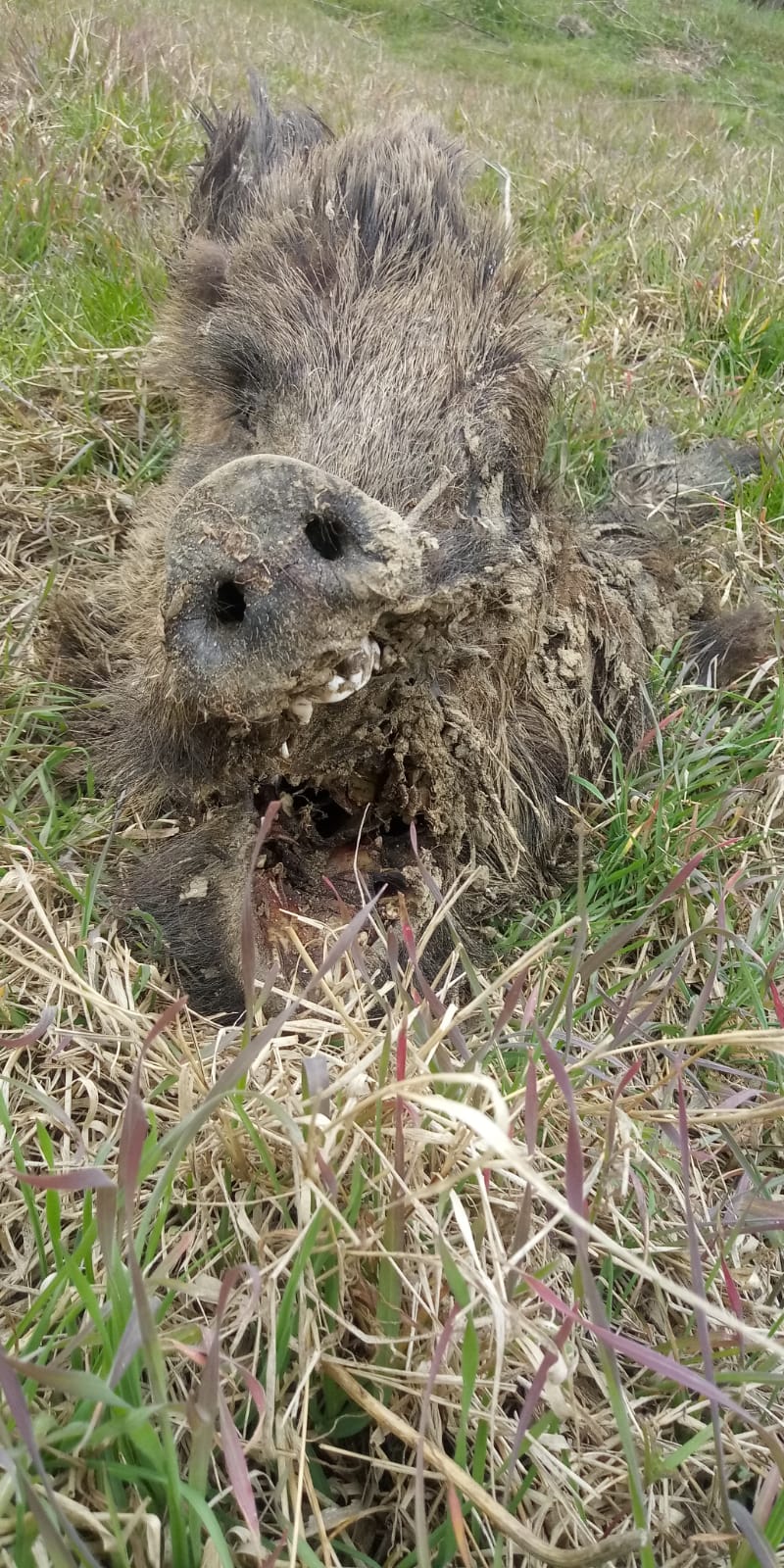 cinghiale scuoiato e abbandonato