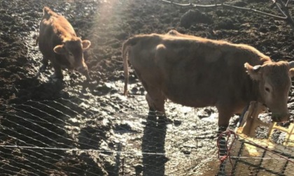 Maltrattamenti in un allevamento di mucche a Pavia, animali stremati dalla fame e senza acqua