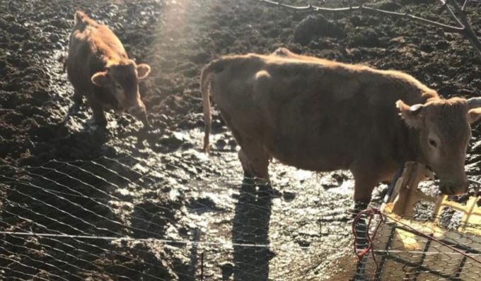 Maltrattamenti in un allevamento di mucche a Pavia, animali stremati dalla fame e senza acqua
