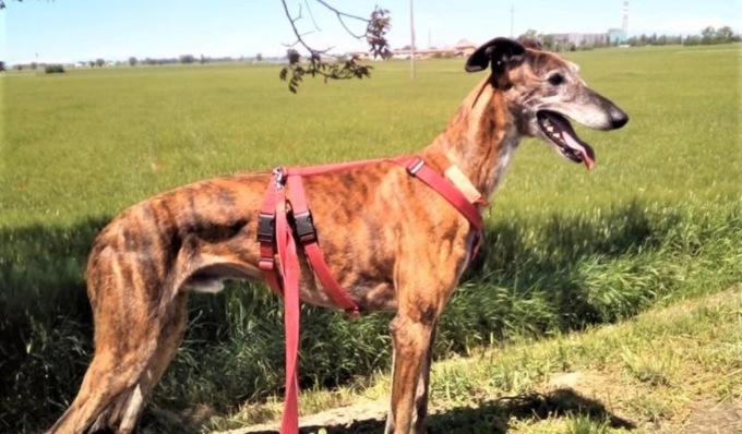 Coppia di Voghera vive da un mese in camper per ritrovare il cane scomparso