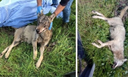 Lupo investito e ucciso da un'auto e lasciato agonizzante a bordo strada