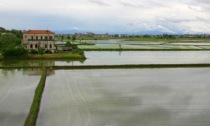 Siccità: bruciati 23.000 ettari di risaie in Lombardia, il conto più pesante in Lomellina