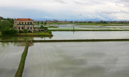 In Lombardia piogge dimezzate, a rischio la produzione pavese di riso