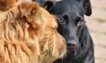 "Un cane educato", a Broni un evento dedicato agli amici a quattro zampe
