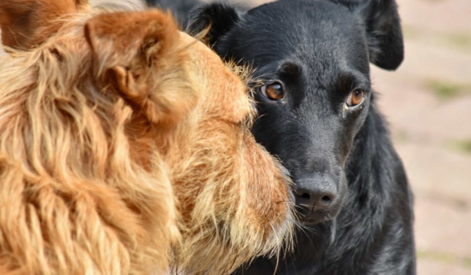 “Un cane educato”, a Broni un evento dedicato agli amici a quattro zampe