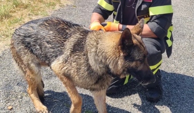 Cane in difficoltà in un corso d’acqua, salvato dai Vigili del Fuoco