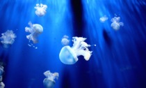 Al Museo Kosmos una mostra dedicata all'affascinante universo delle meduse