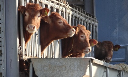 SOS animali nelle stalle lombarde, mucche stressate per il caldo: -10% di latte