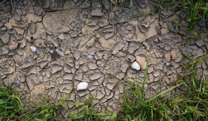 Siccità, al nord agricoltura al collasso: in provincia di Pavia -70% di mais