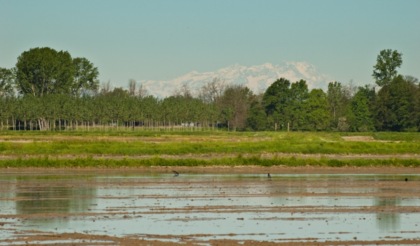 Siccità e caldo, allarme in provincia di Pavia: la Lomellina rischia di perdere parte dei raccolti di riso