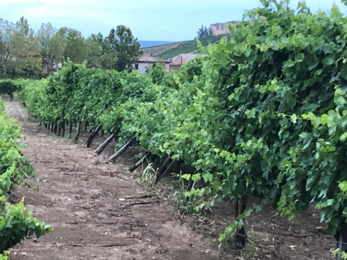Grandine sui campi arsi dalla siccità: pesanti danni ai vigneti in Oltrepò Pavese