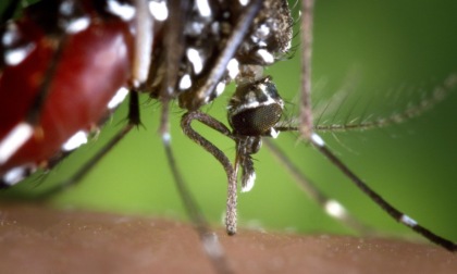 Come rendere innocue le zanzare: a svelarlo uno studio dell'Università di Pavia