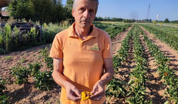 Siccità: verdura e frutta ustionate nei campi assediati dal grande caldo