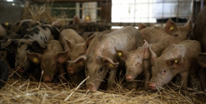 Focolaio Peste Suina a Zinasco, indagati allevatore e veterinario: “Non hanno segnalato le prime morti sospette”