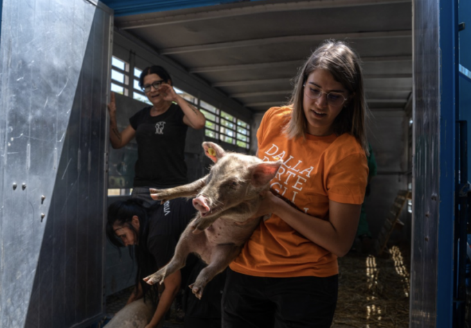 Messi in salvo i suini sequestrati a Cilavegna: “Mettiamo la parola fine all’ennesimo caso di maltrattamento animali”