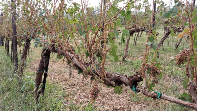 Aziende e vigneti distrutti dalla grandine, la prima conta dei danni in Oltrepò