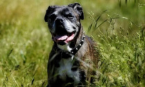 Cani a rischio aggressività: scatta il corso dell'Ats