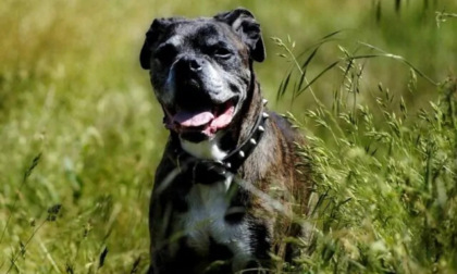Cani a rischio aggressività: scatta il corso dell'Ats
