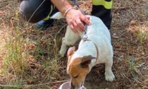San Cipriano Po: liberato dai vigili del fuoco un cagnolino intrappolato